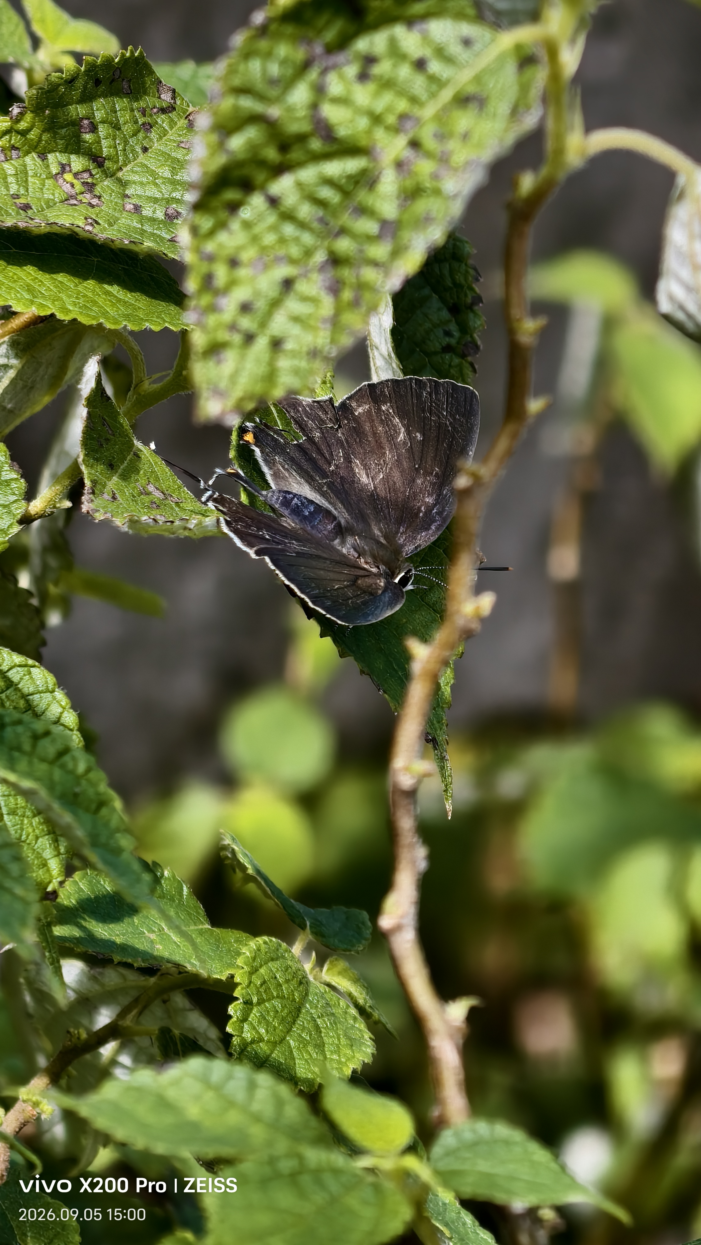 淡黑玳灰蝶的公开观测照片
