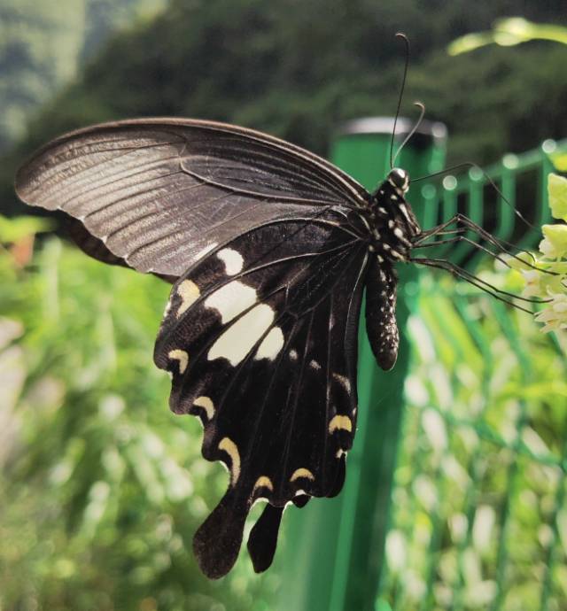 宽带凤蝶的公开观测照片