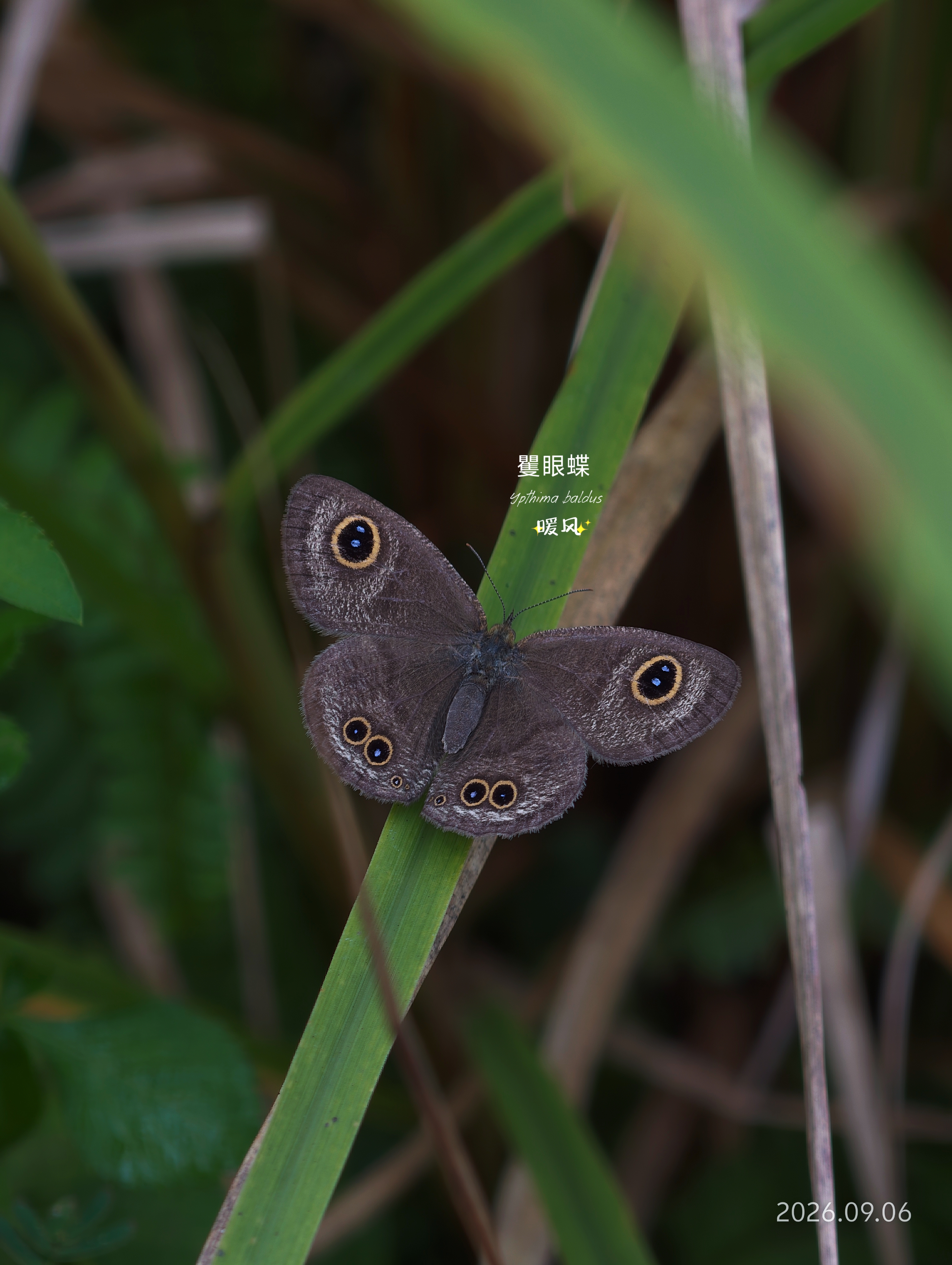 矍眼蝶 2026-09-06
