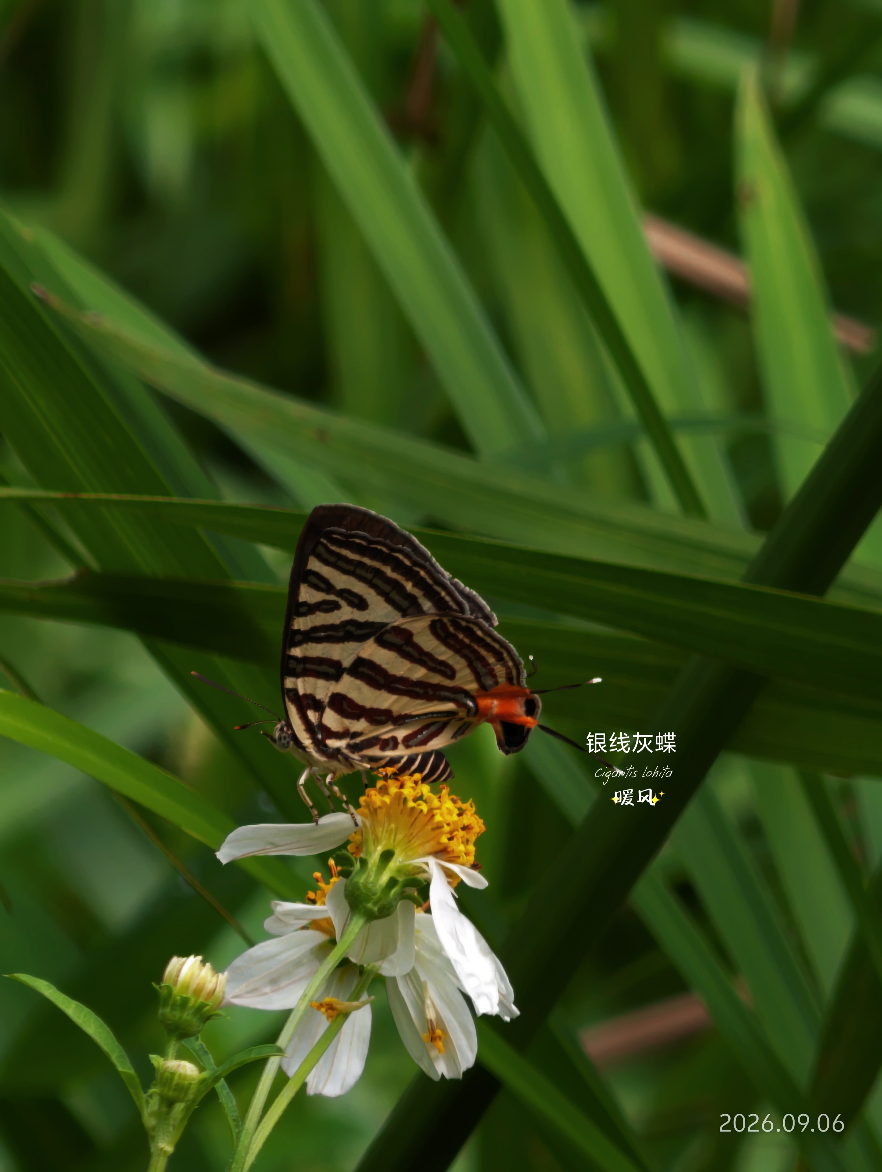 银线灰蝶 2026-09-06