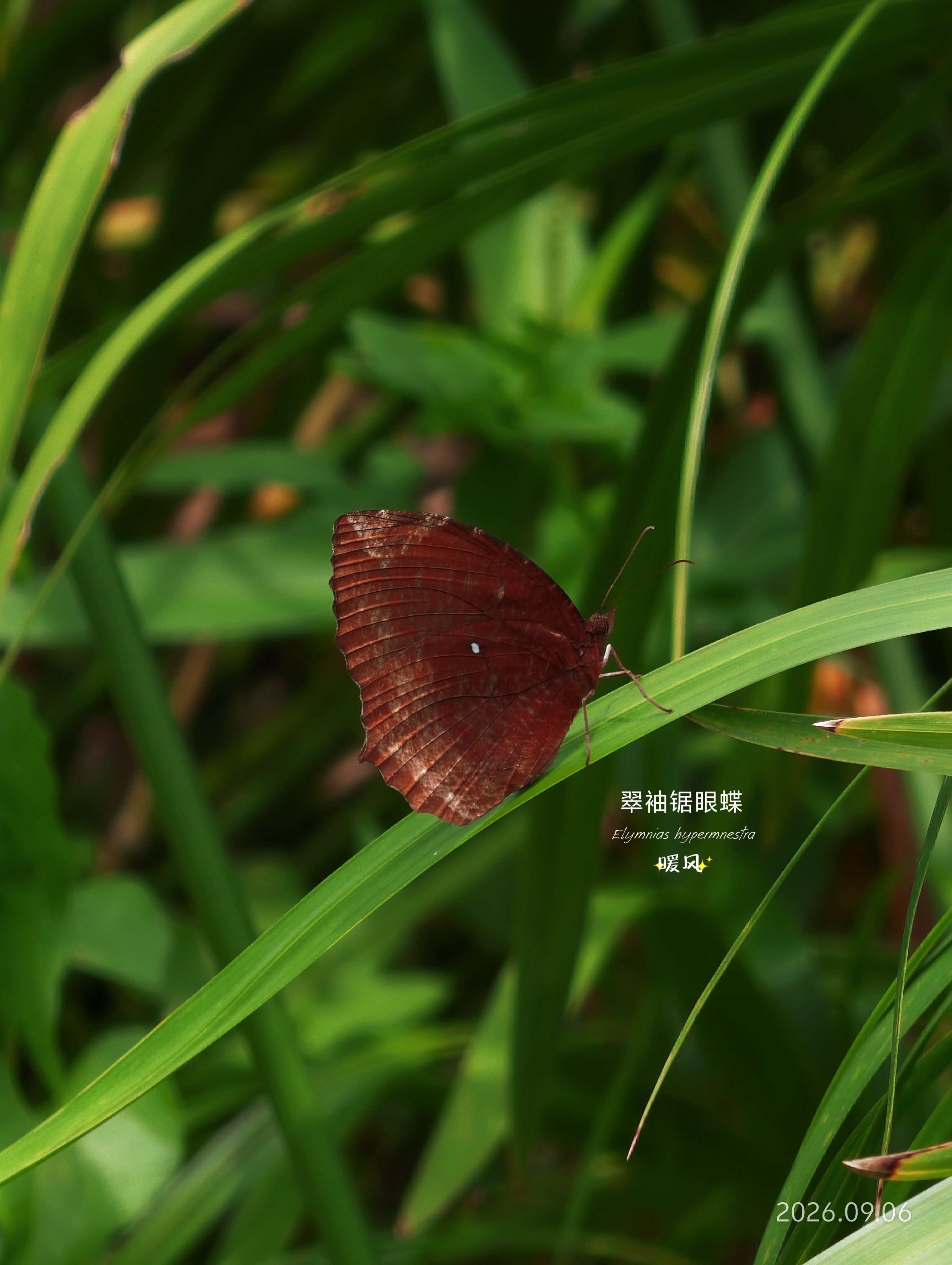 翠袖锯眼蝶 2026-09-06