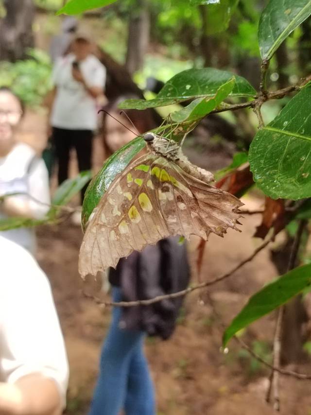 统帅青凤蝶的公开观测照片