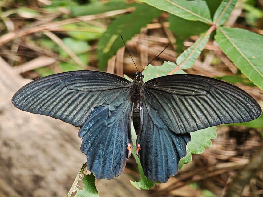 蓝凤蝶照片