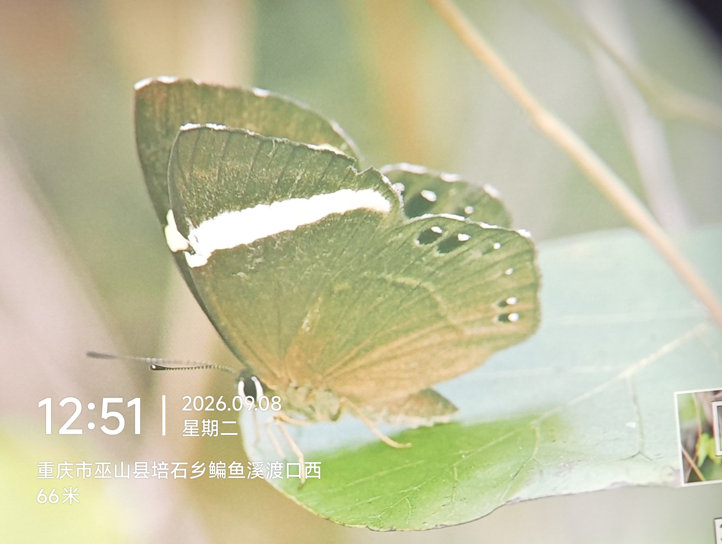 黄带蚬蝶的公开观测照片