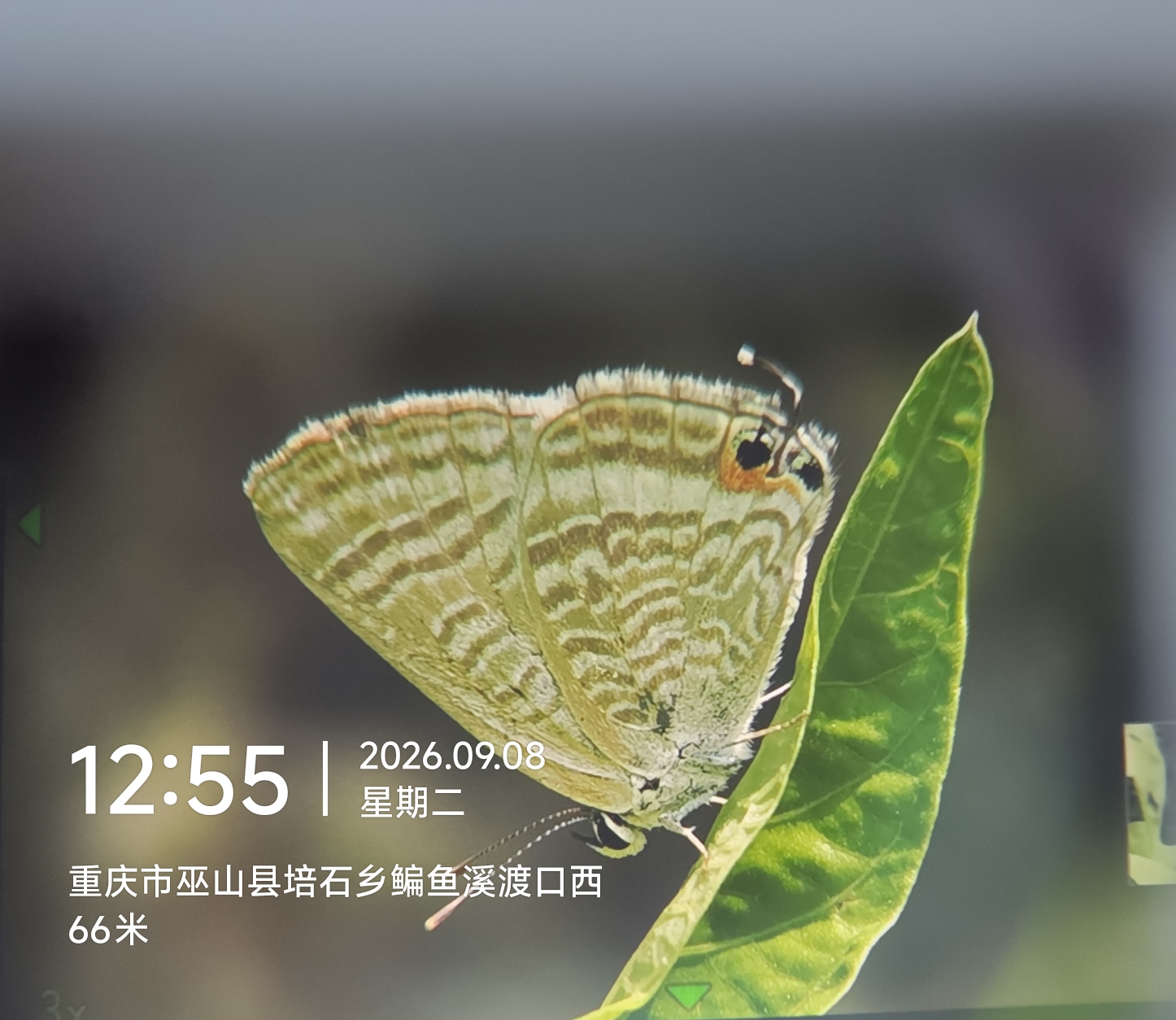 亮灰蝶的公开观测照片