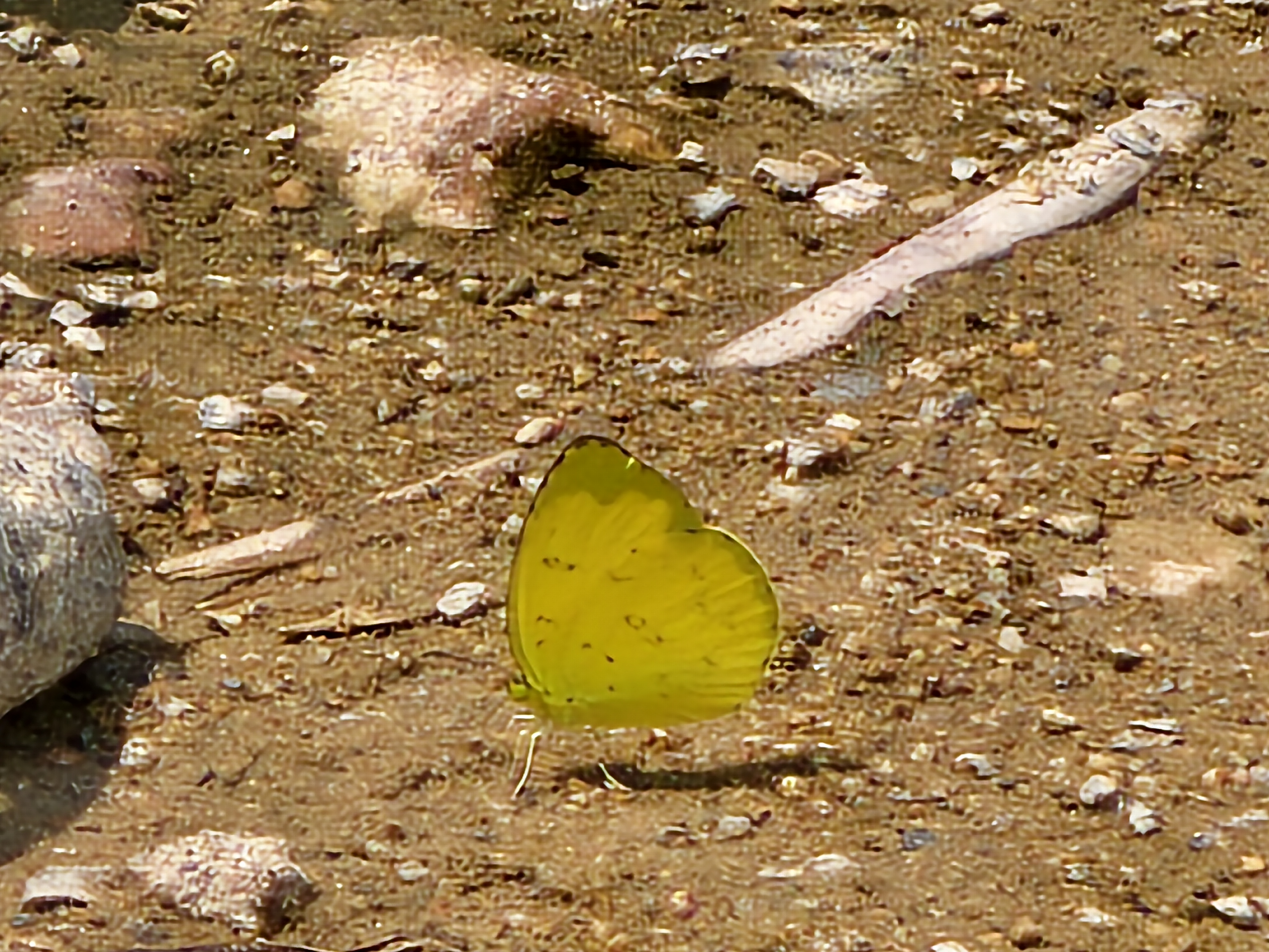 檗黄粉蝶的公开观测照片