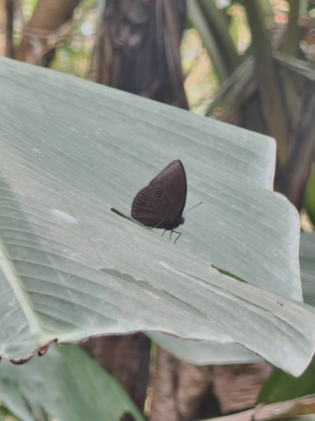 蓝斑丽眼蝶的公开观测照片