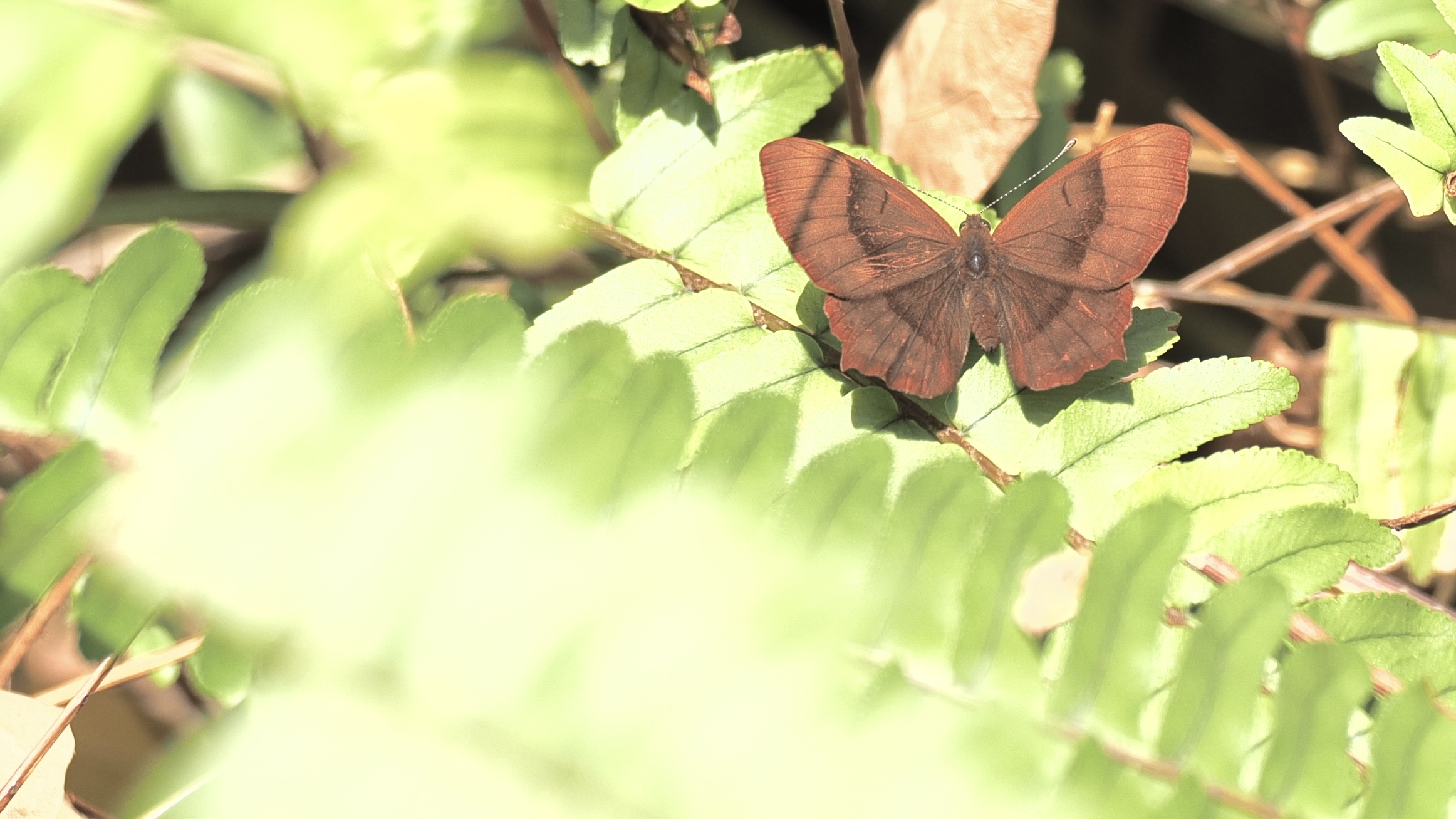 蛇目褐蚬蝶的公开观测照片