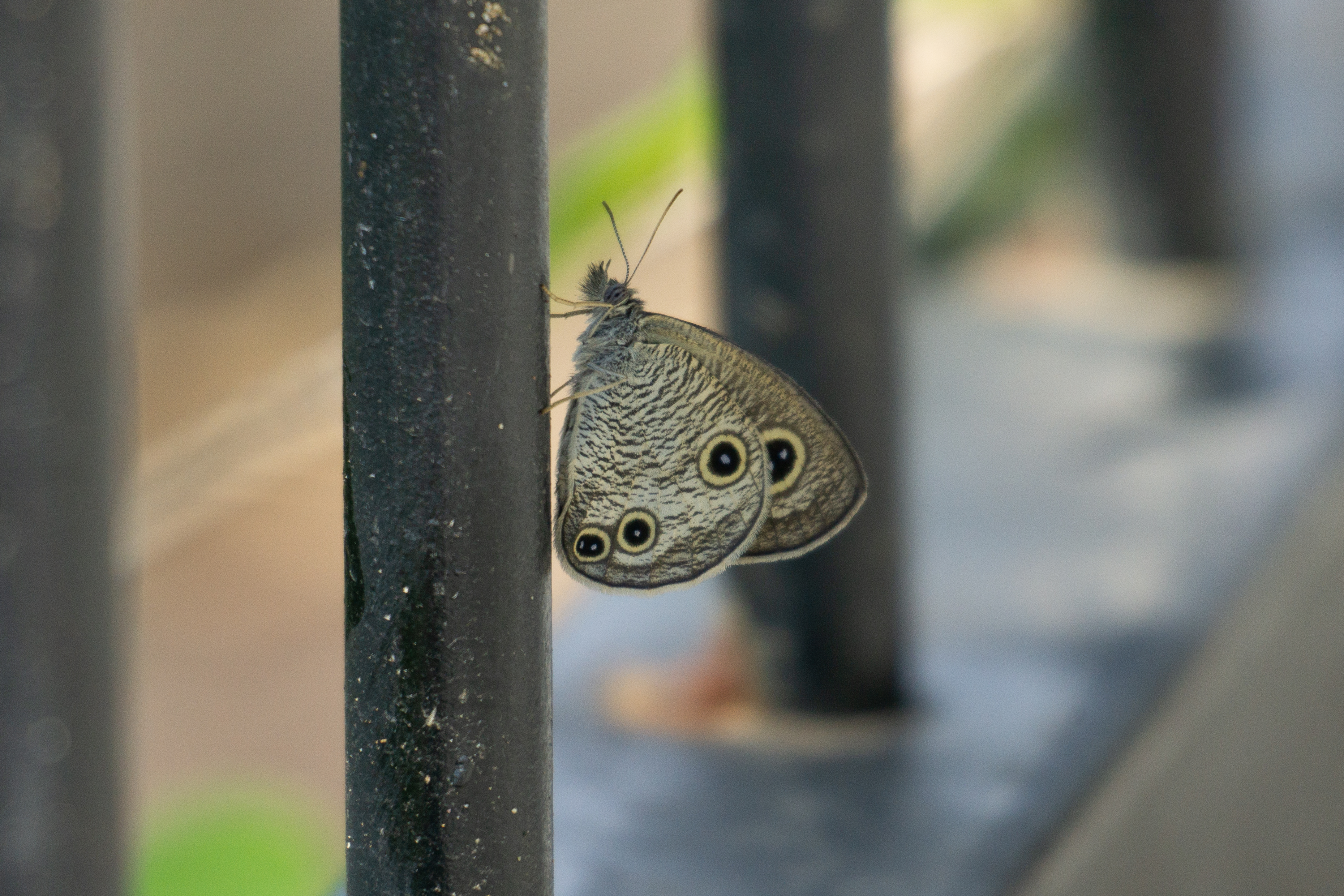 密纹矍眼蝶 2026-08-31