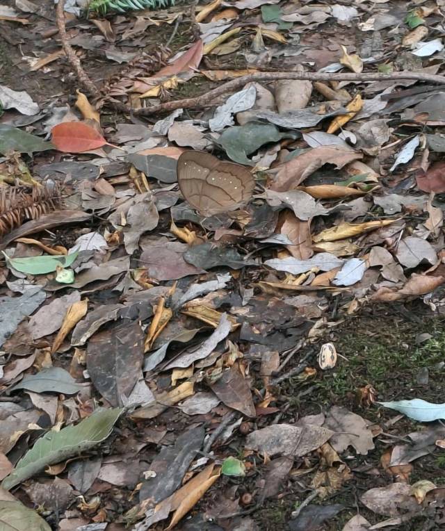 灰翅串珠环蝶 2024-08-04