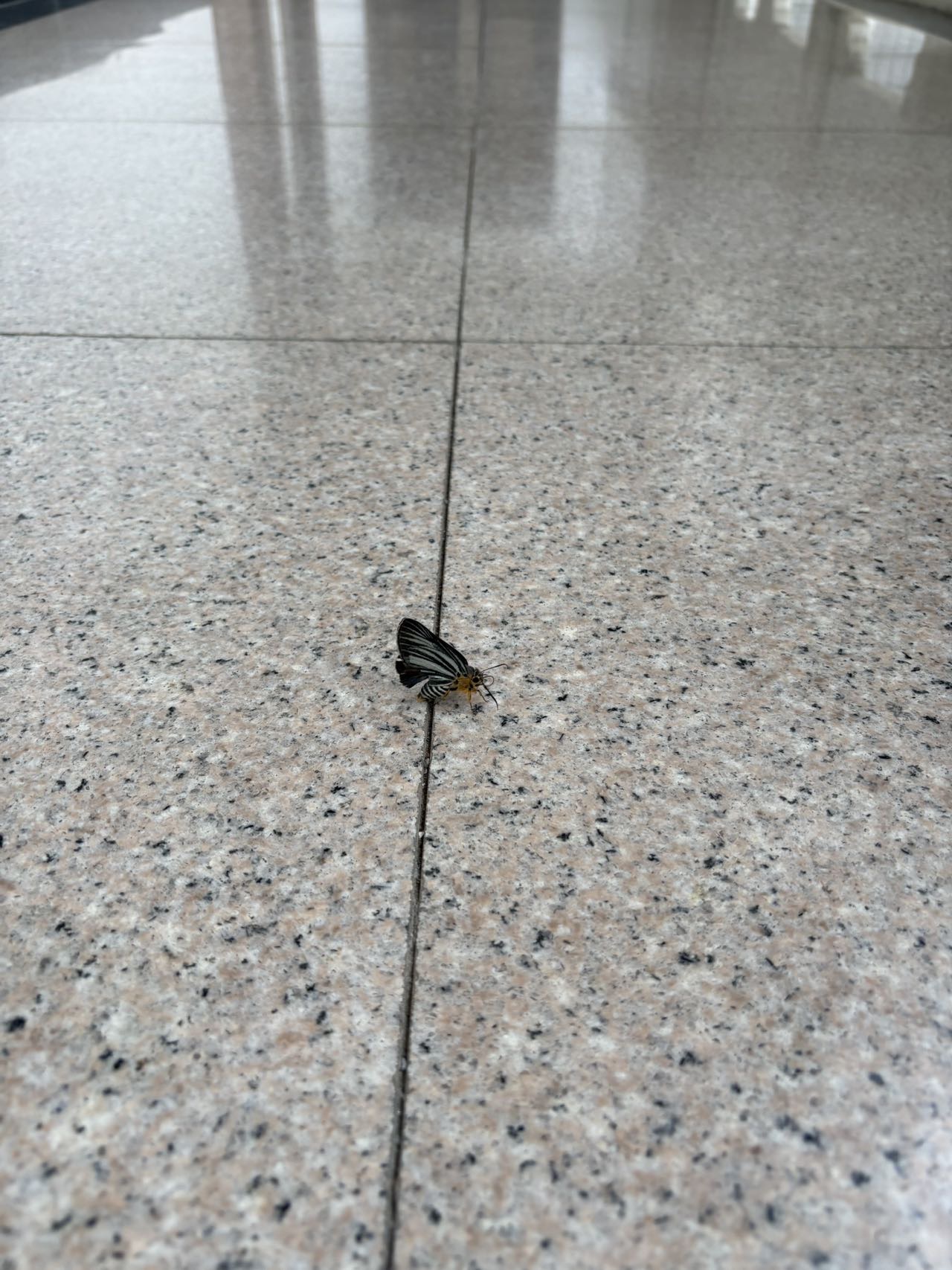 拟白暮弄蝶照片