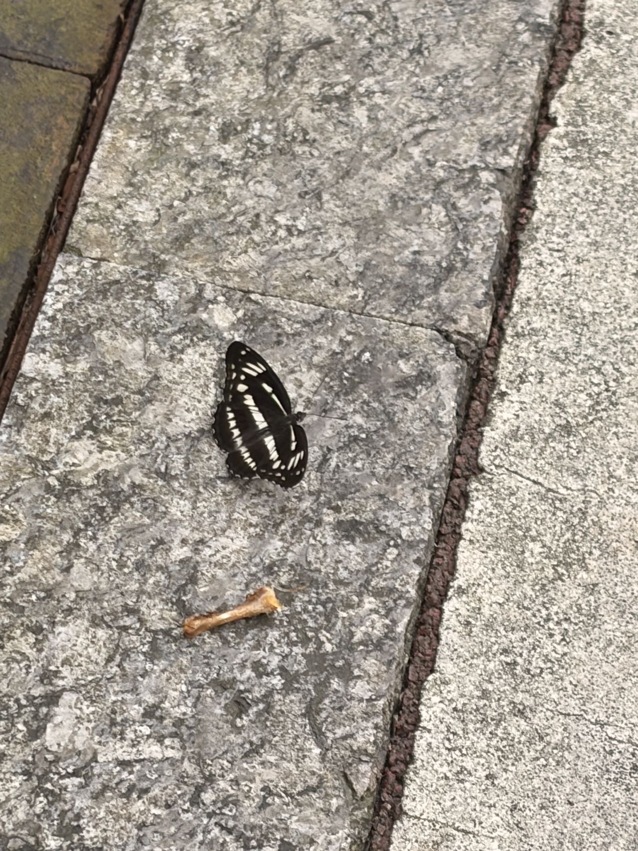 残锷线蛱蝶 2026-09-12