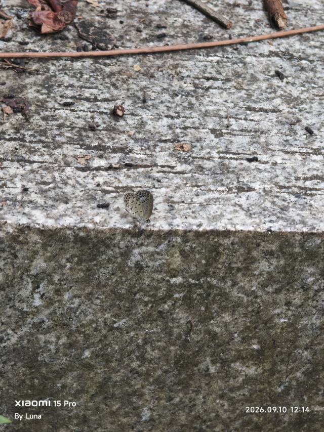 酢浆灰蝶照片