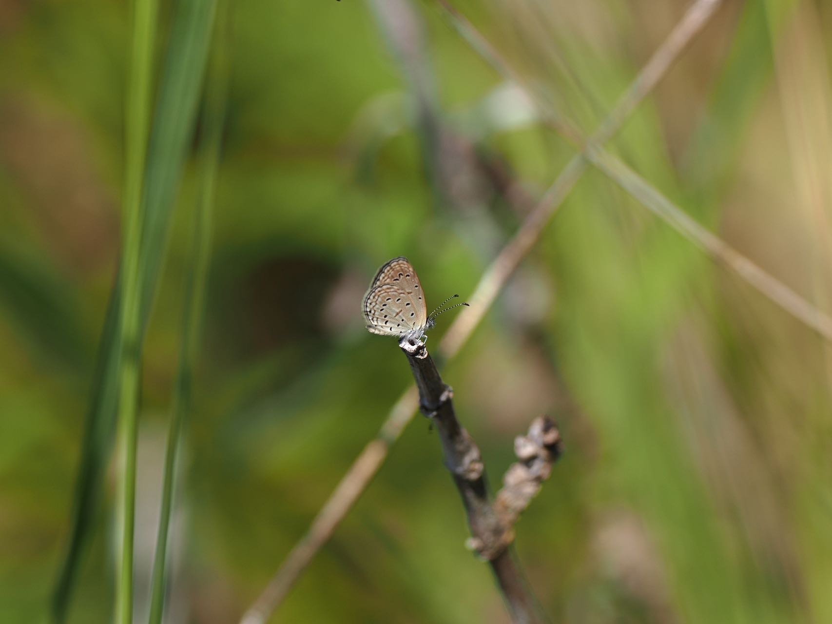 长腹灰蝶 2025-10-02