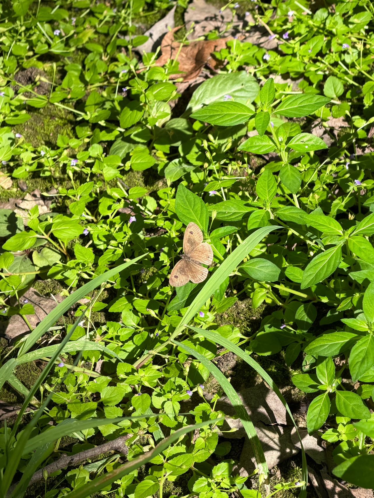 密纹矍眼蝶照片