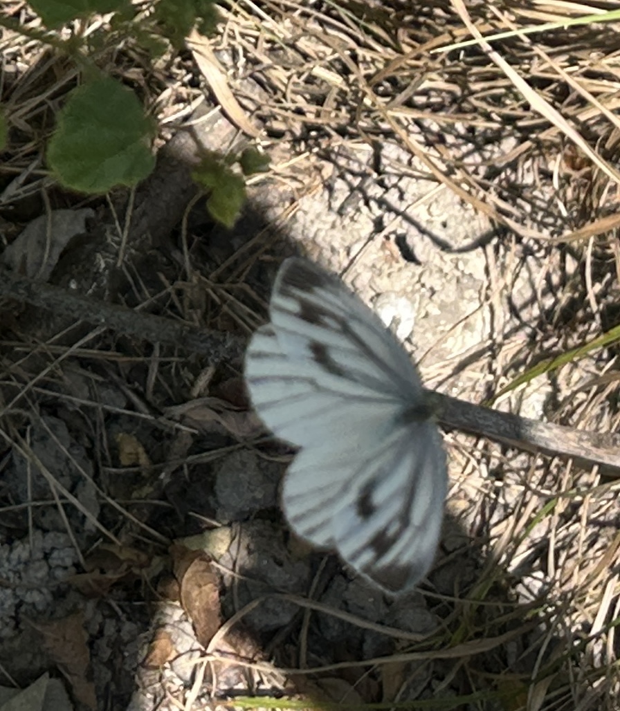 华东黑纹粉蝶 2026-09-13
