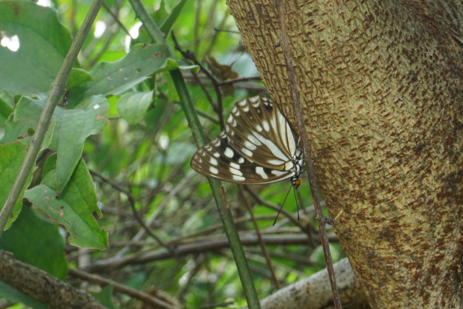 拟斑脉蛱蝶 2026-09-13
