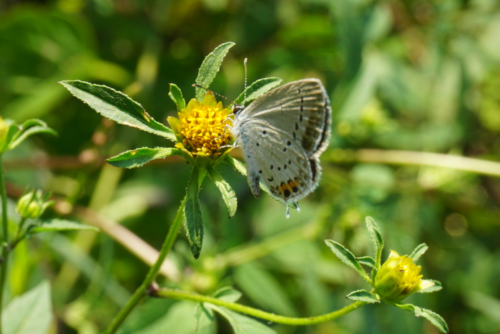 蓝灰蝶 2026-09-13