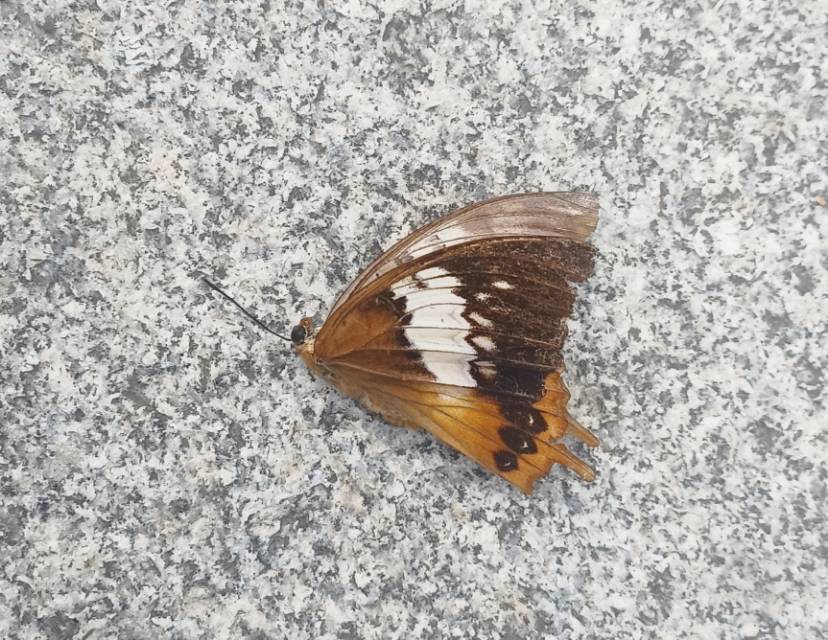 白带螯蛱蝶 2026-09-14