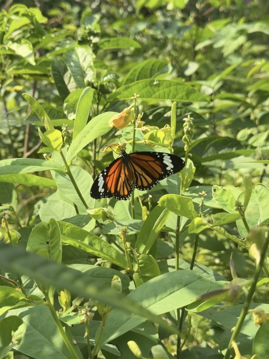虎斑蝶照片