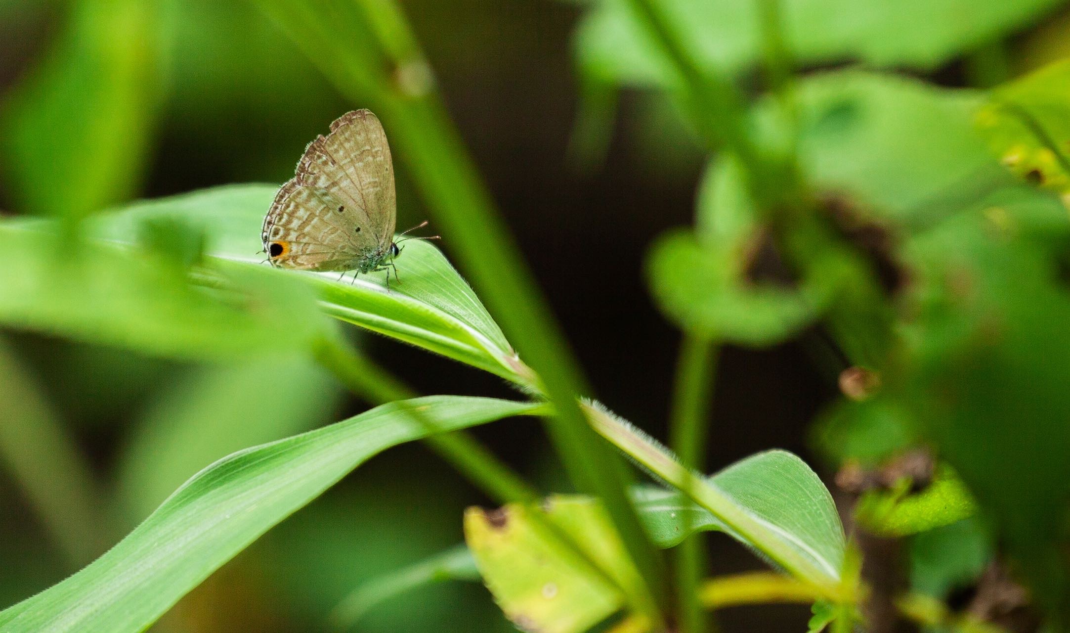 咖灰蝶 2026-09-14