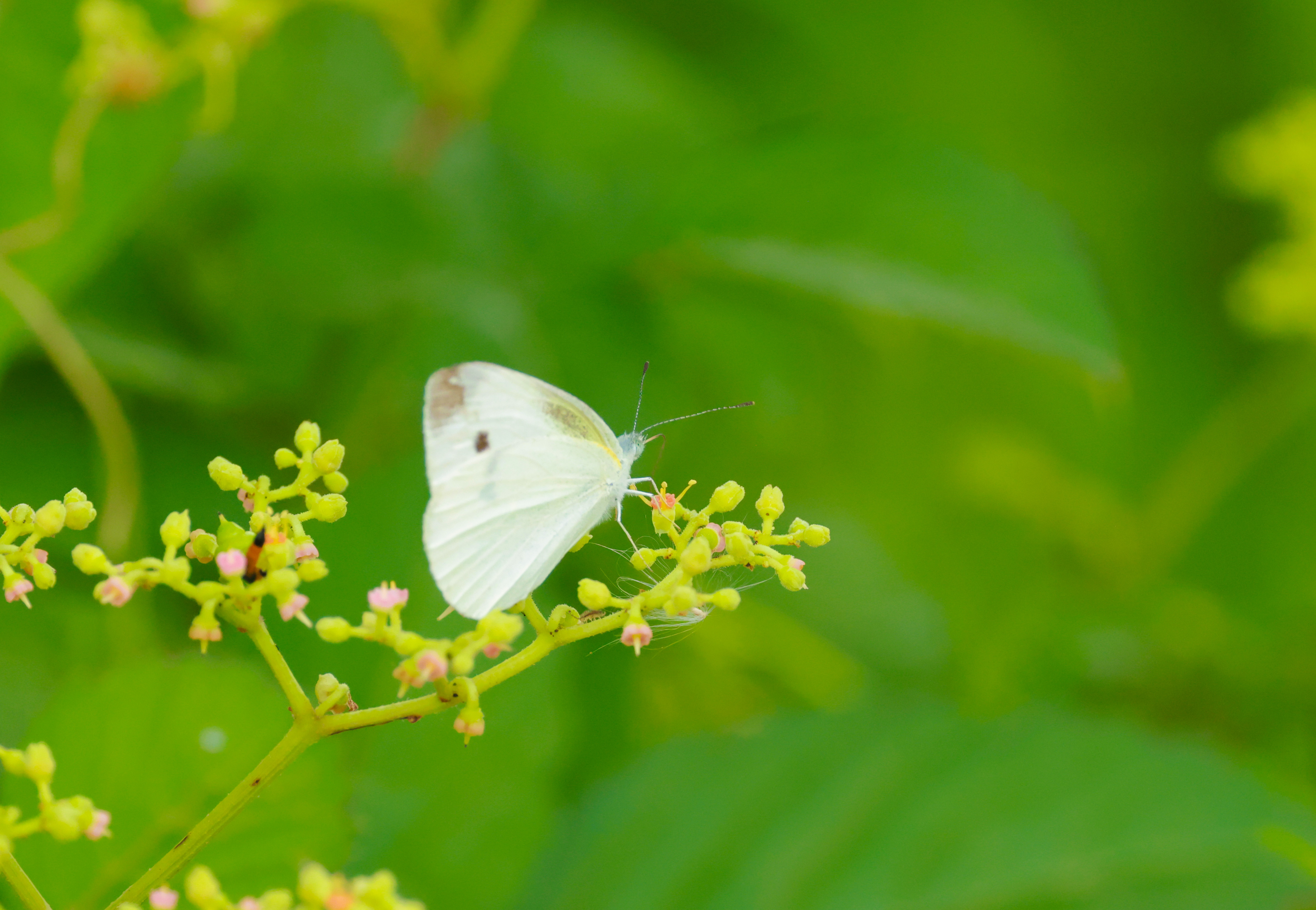 菜粉蝶照片