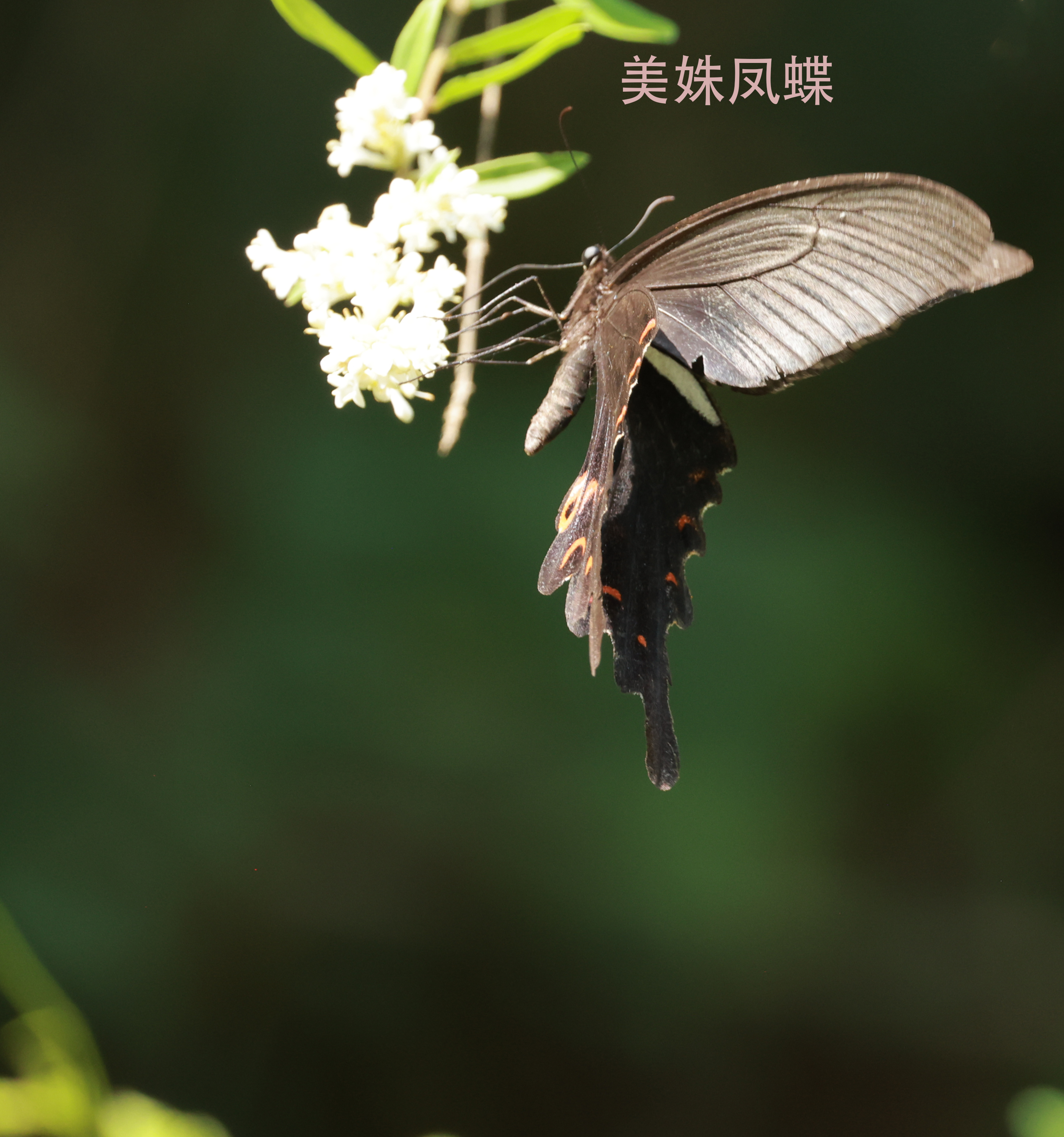 美姝凤蝶 2026-06-28