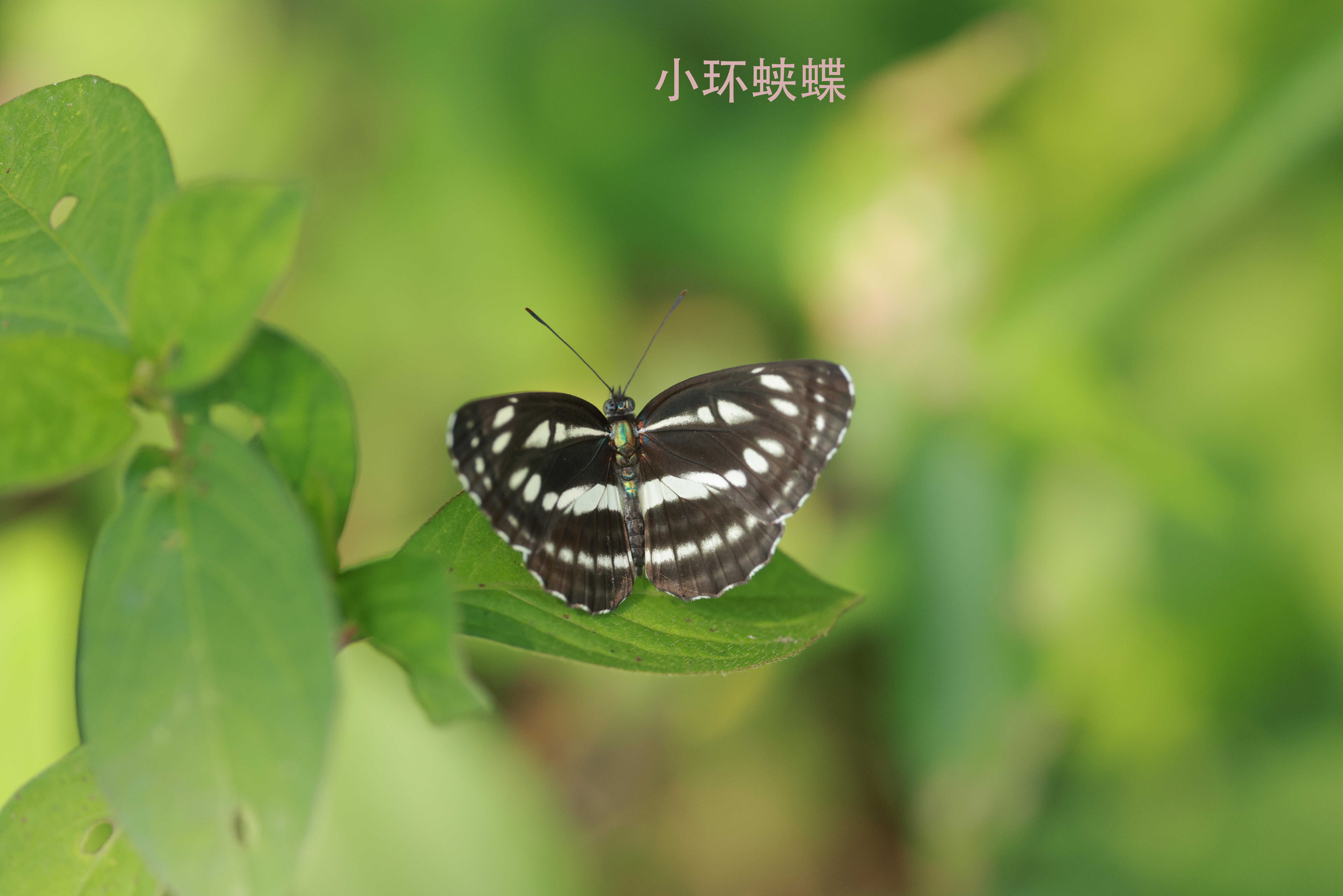 小环蛱蝶 2026-06-28