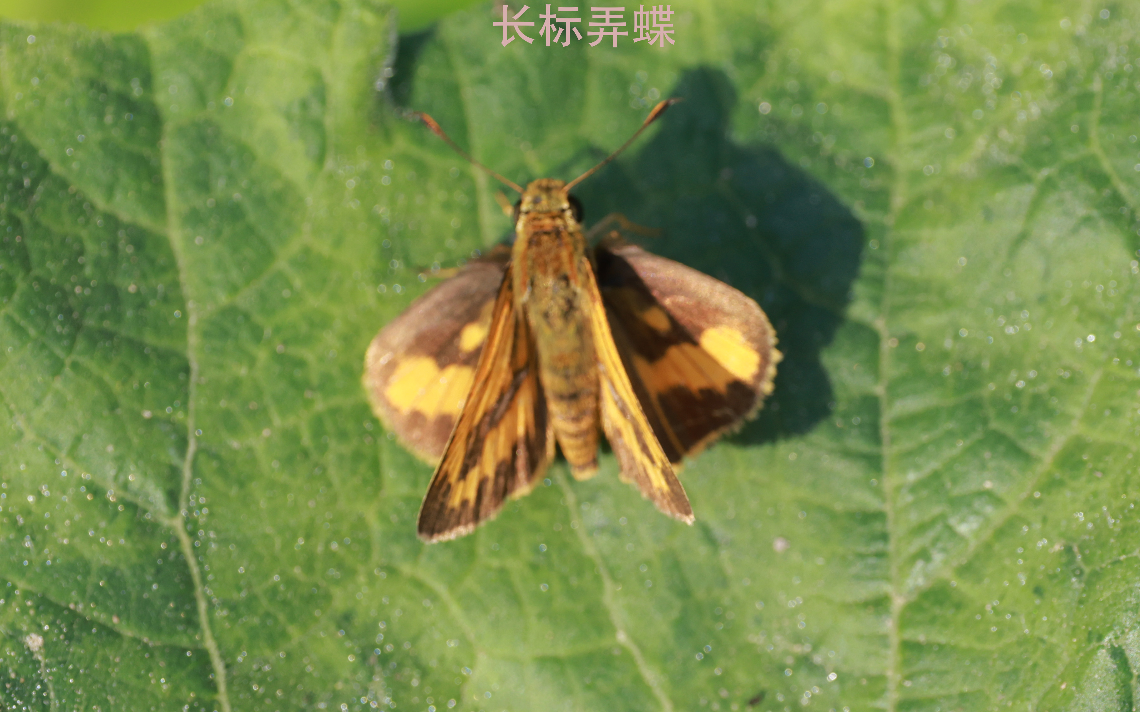 竹长标弄蝶 2026-06-28