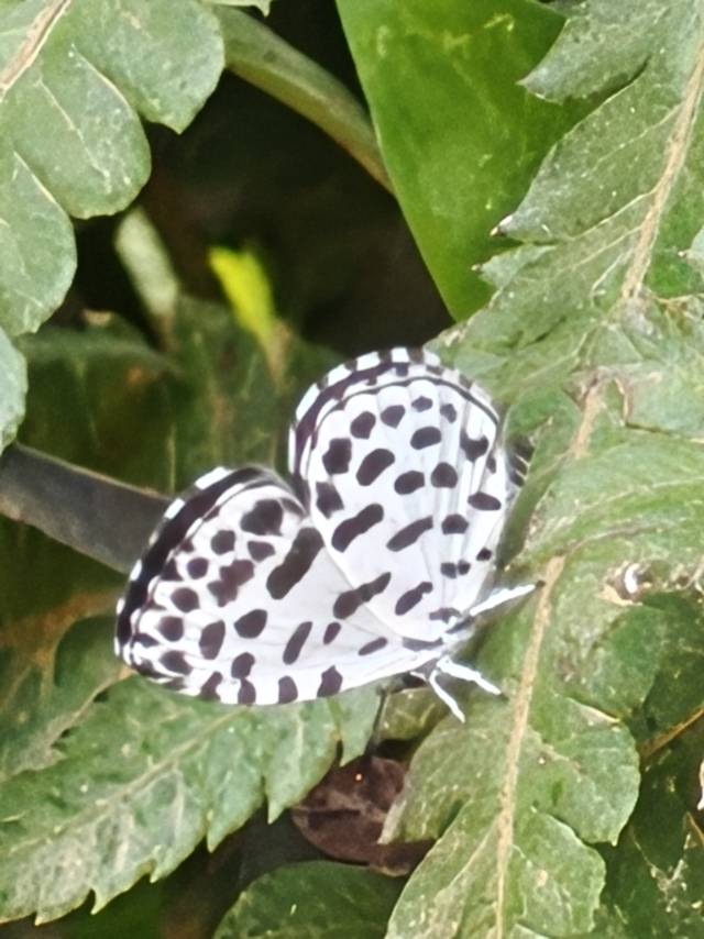 蚜灰蝶照片
