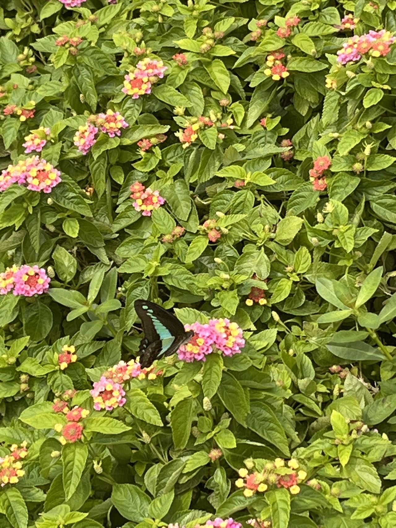 青凤蝶 2026-09-19