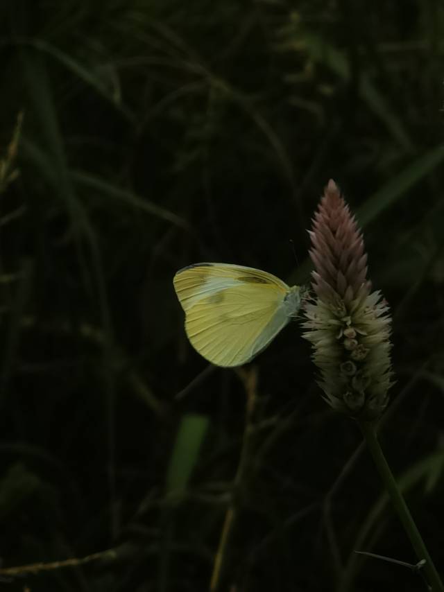 菜粉蝶 2026-09-20