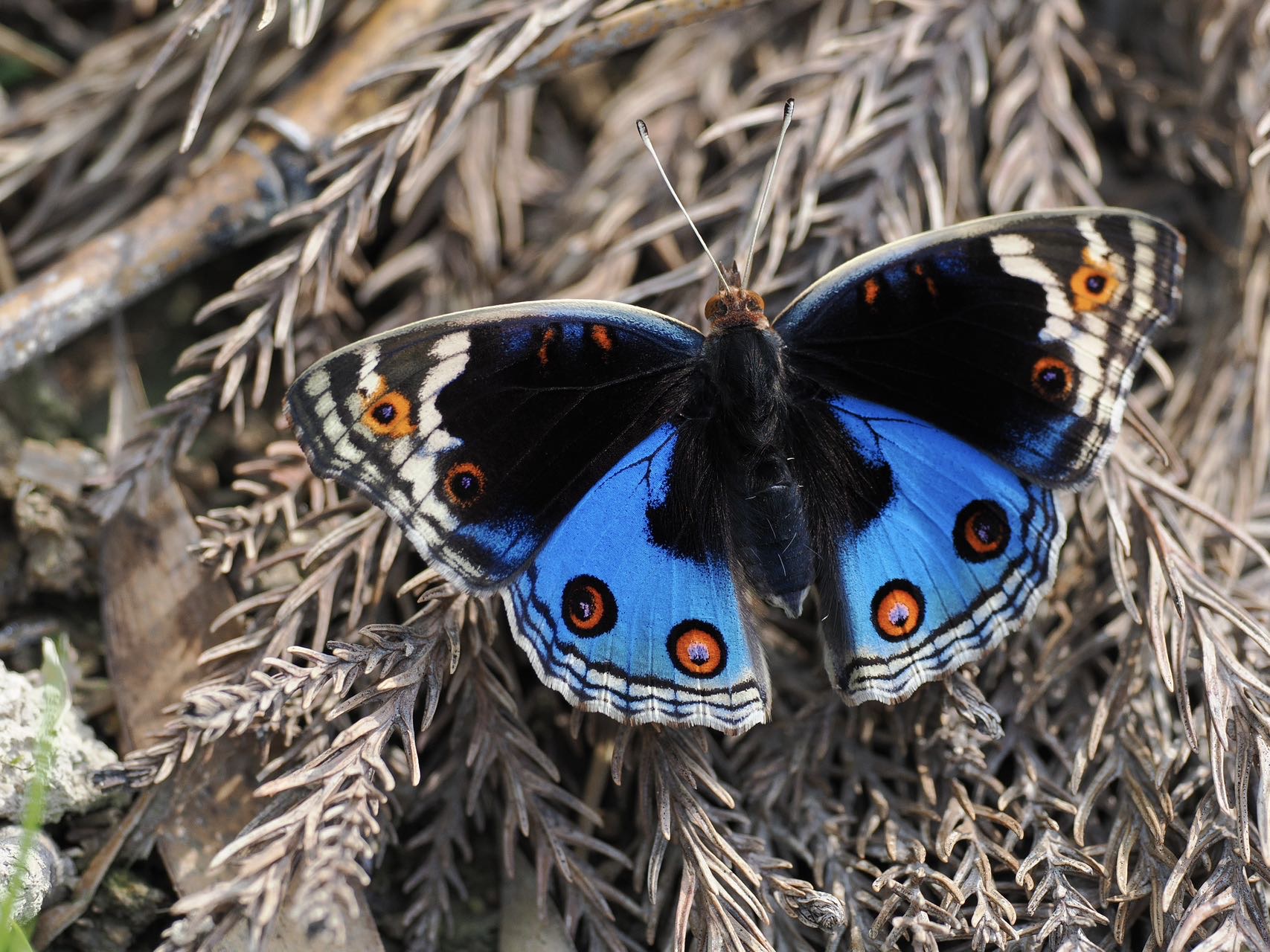 翠蓝眼蛱蝶照片