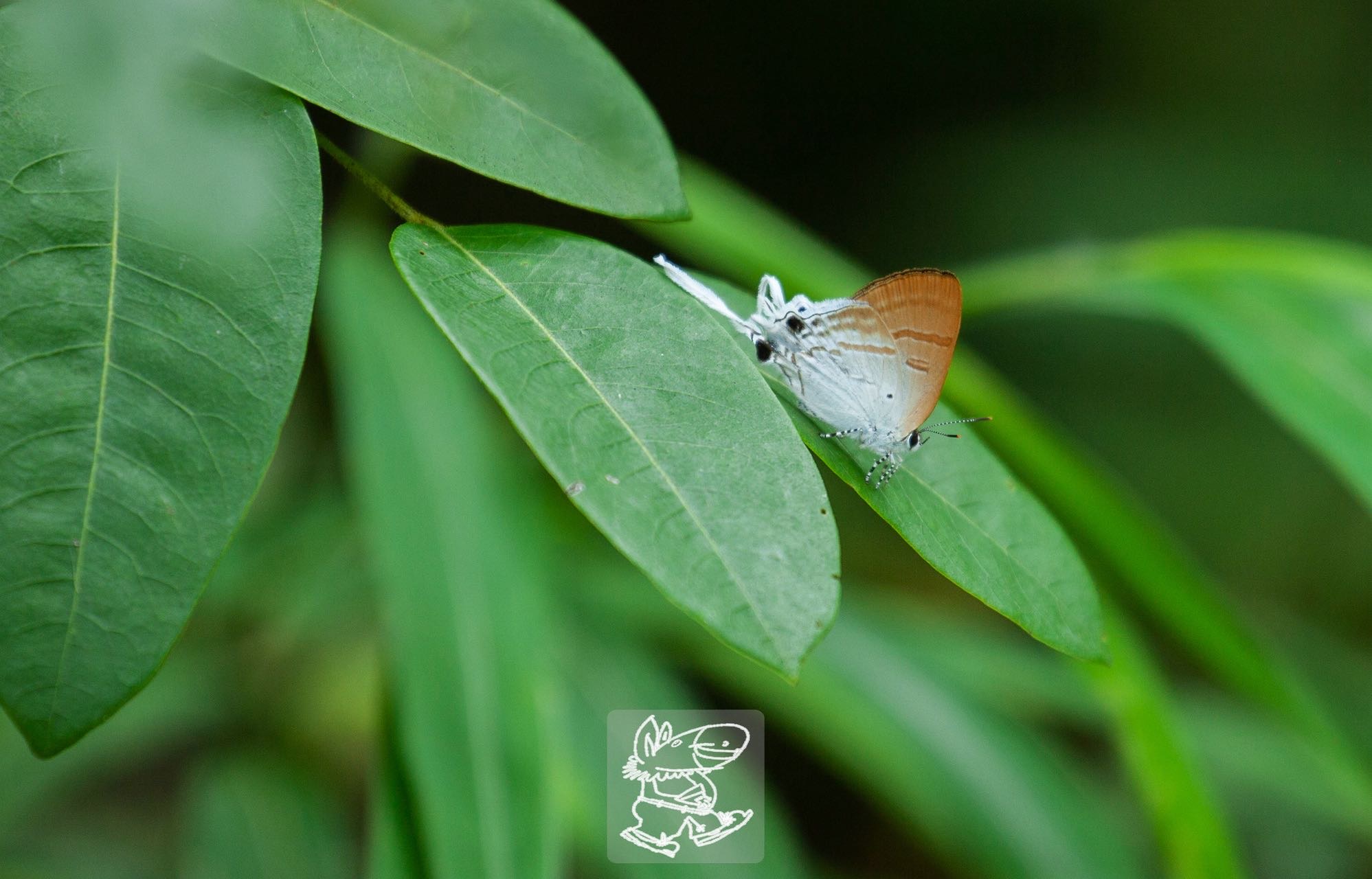 珍灰蝶 2026-09-18