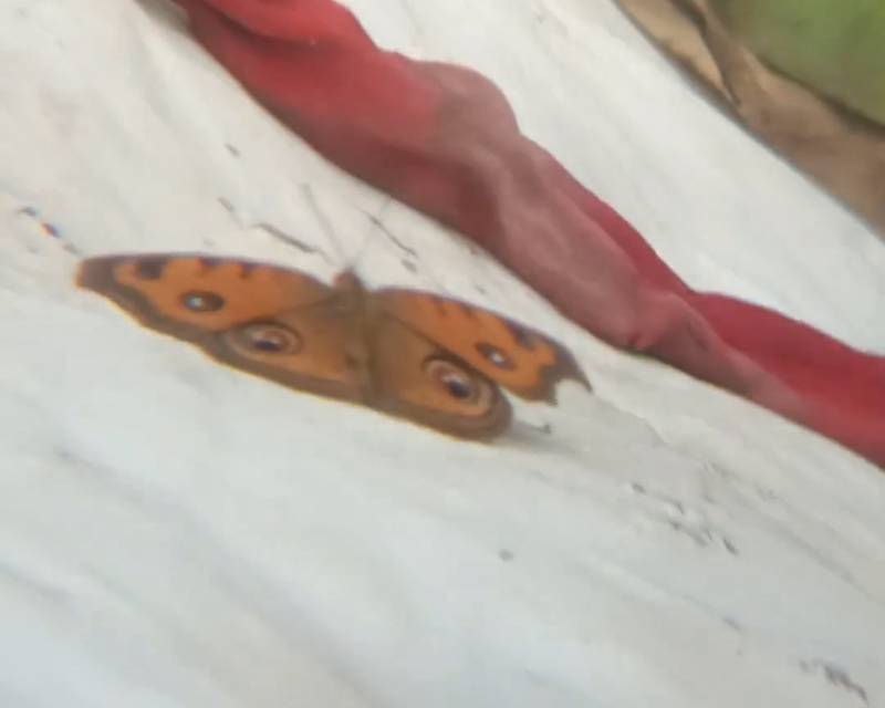 美眼蛱蝶照片