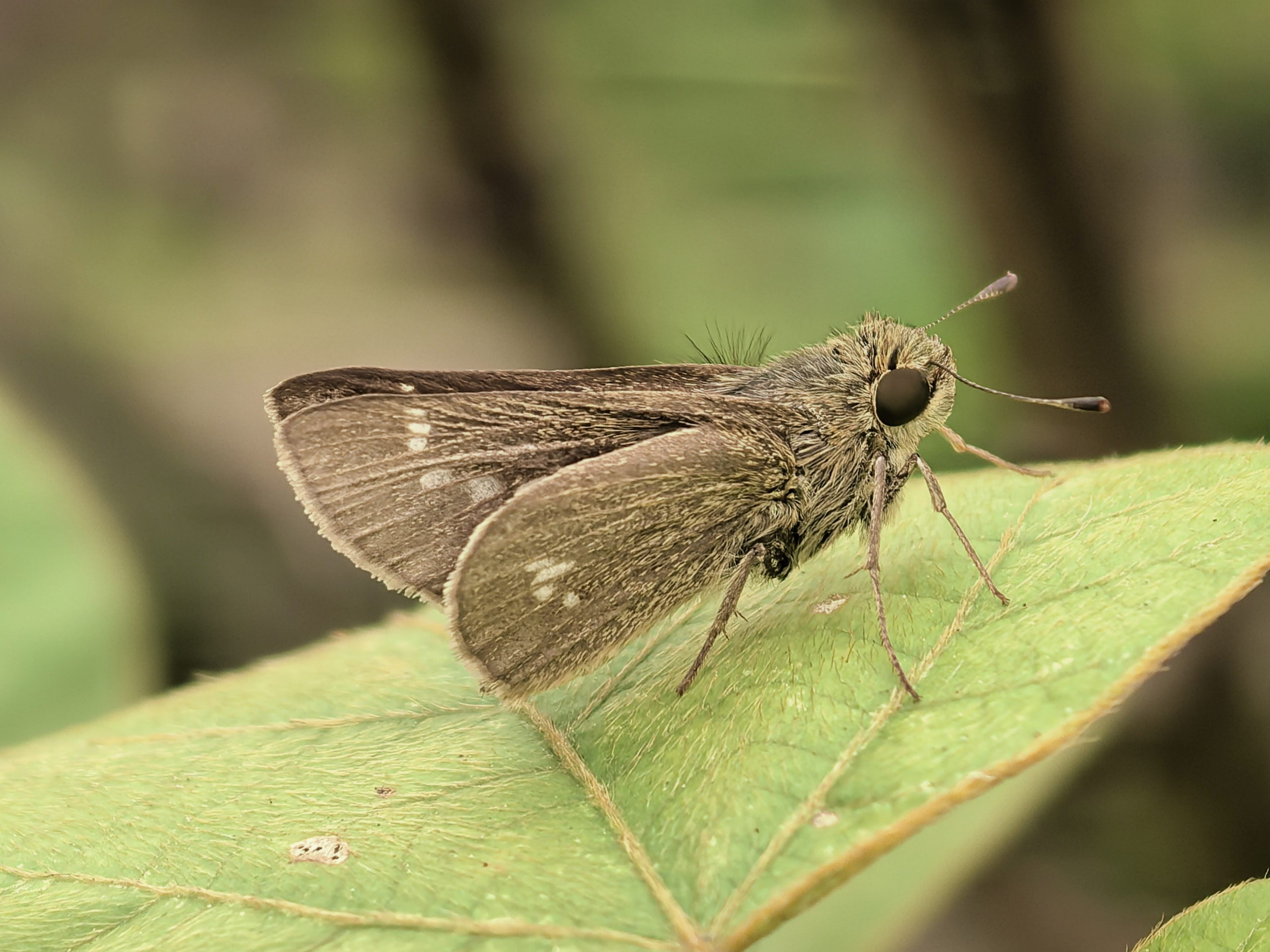 曲纹稻弄蝶照片