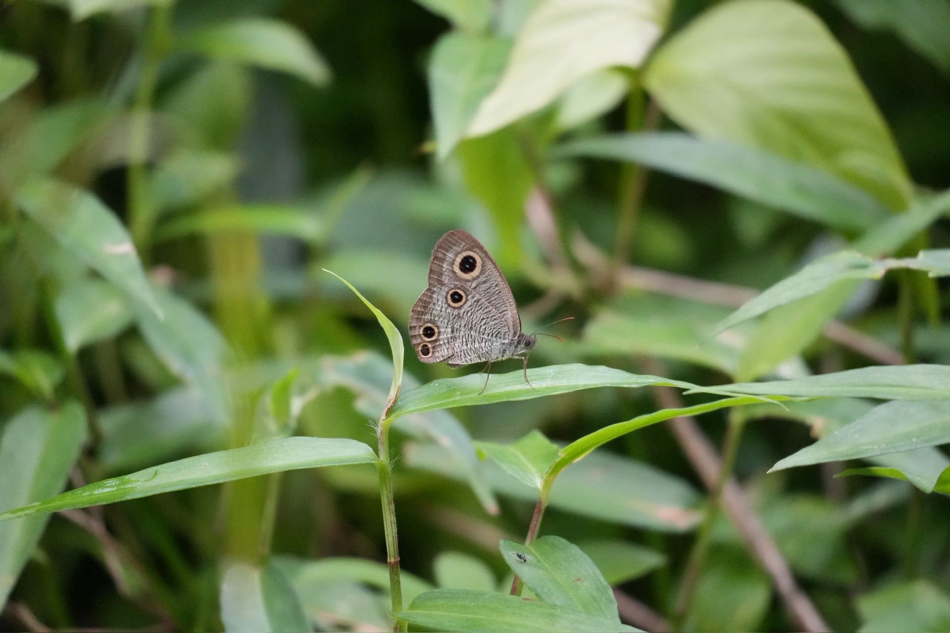 矍眼蝶属 2026-09-21