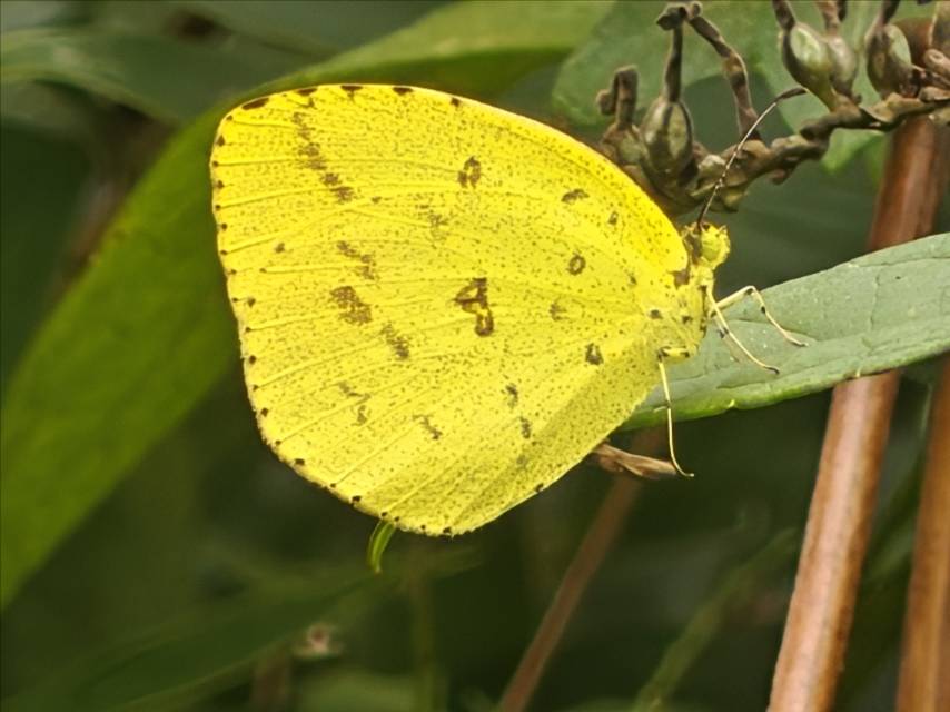 北黄粉蝶 2026-09-23