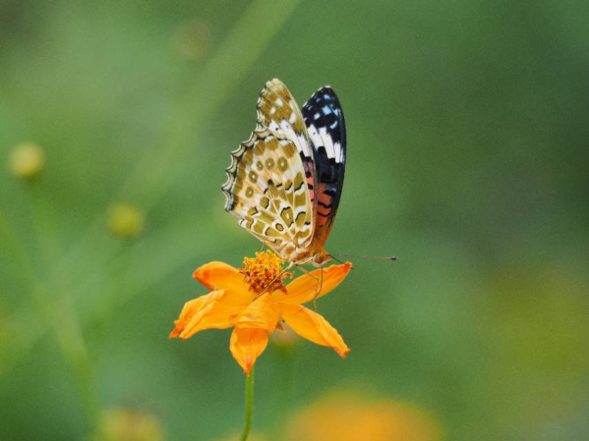 斐豹蛱蝶 2026-09-25
