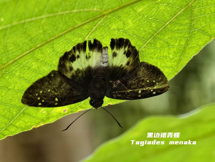 黑边裙弄蝶 2026-09-25