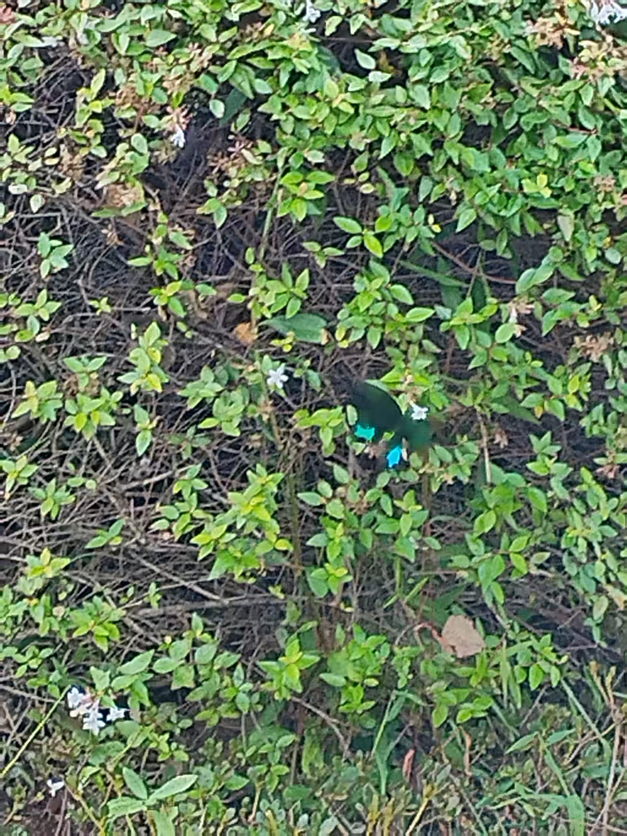 巴黎翠凤蝶照片
