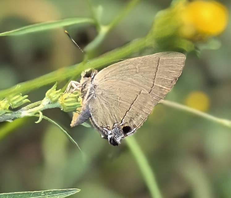 霓纱燕灰蝶 2026-09-26