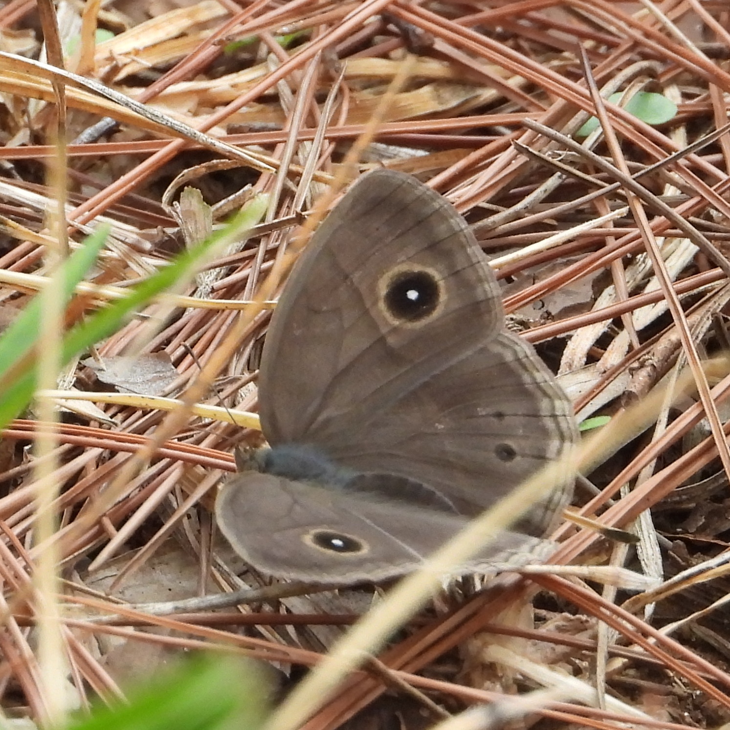 眉眼蝶属 2026-09-26