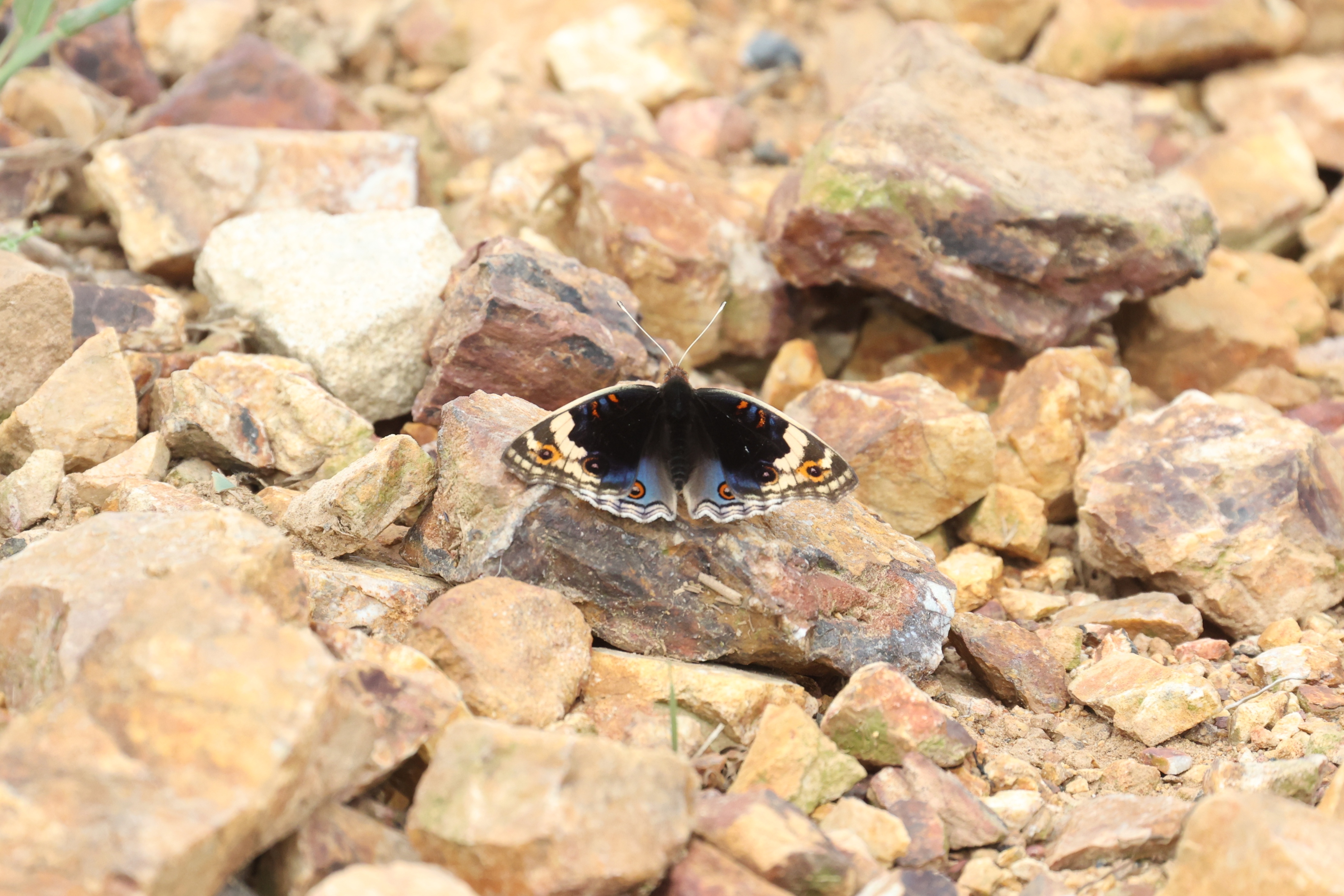 翠蓝眼蛱蝶 2026-09-26