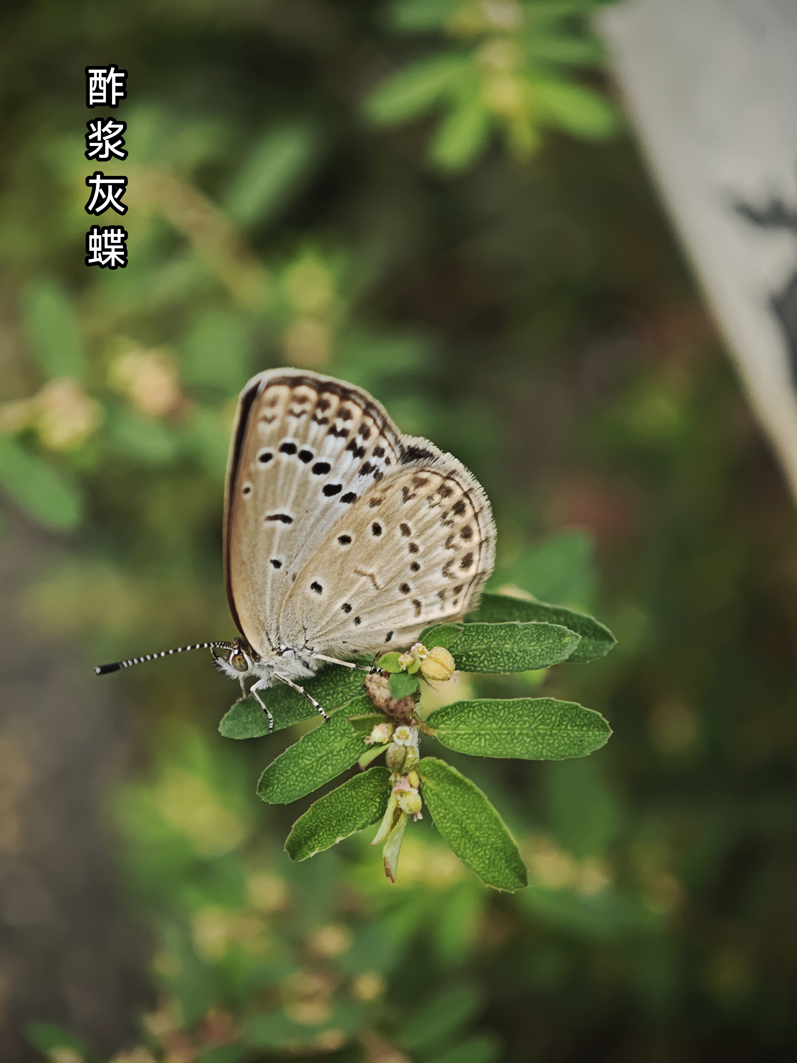 酢浆灰蝶 2026-09-27