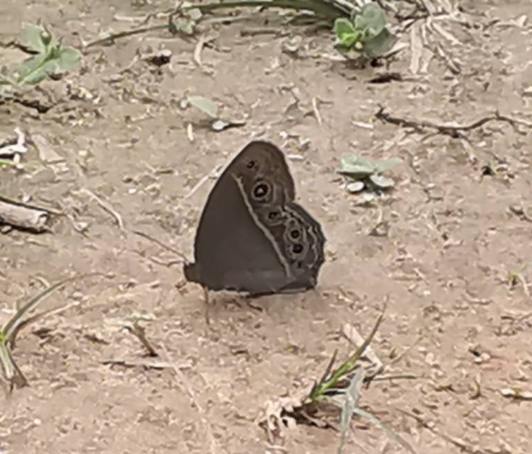 小眉眼蝶照片