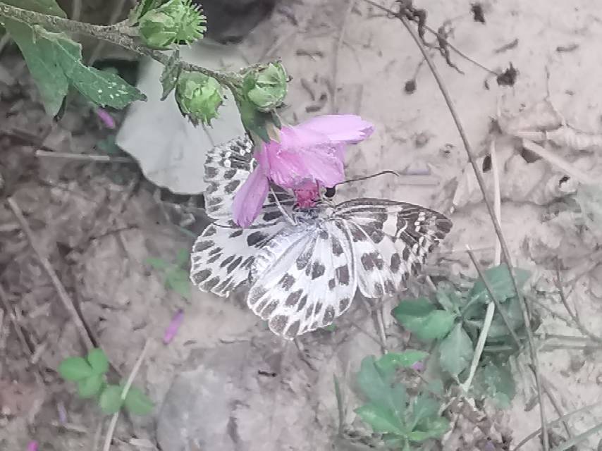 白弄蝶照片