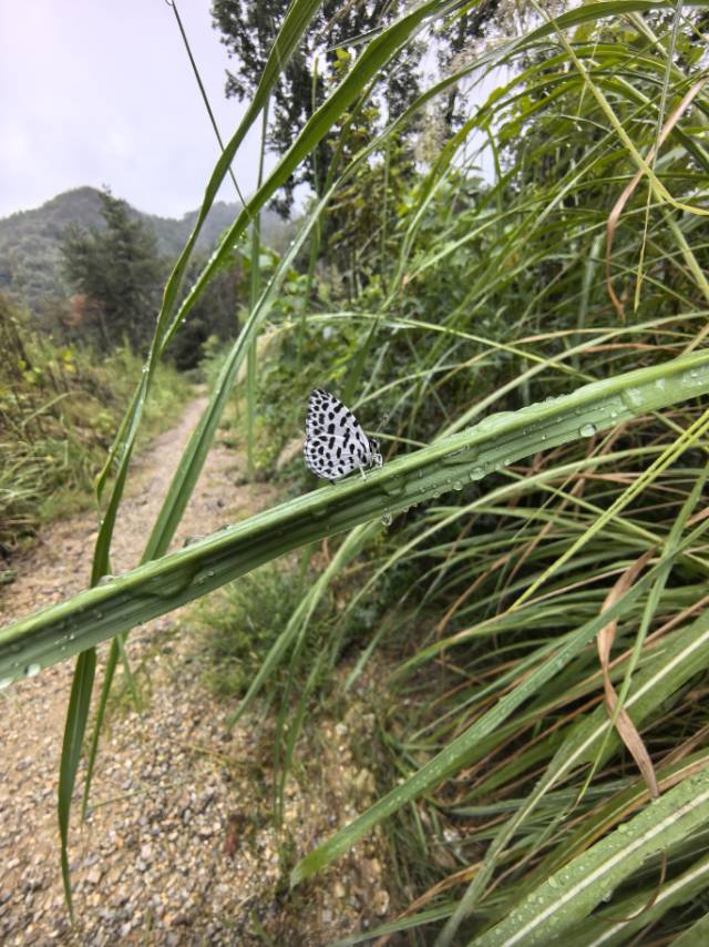 蚜灰蝶 2026-09-28