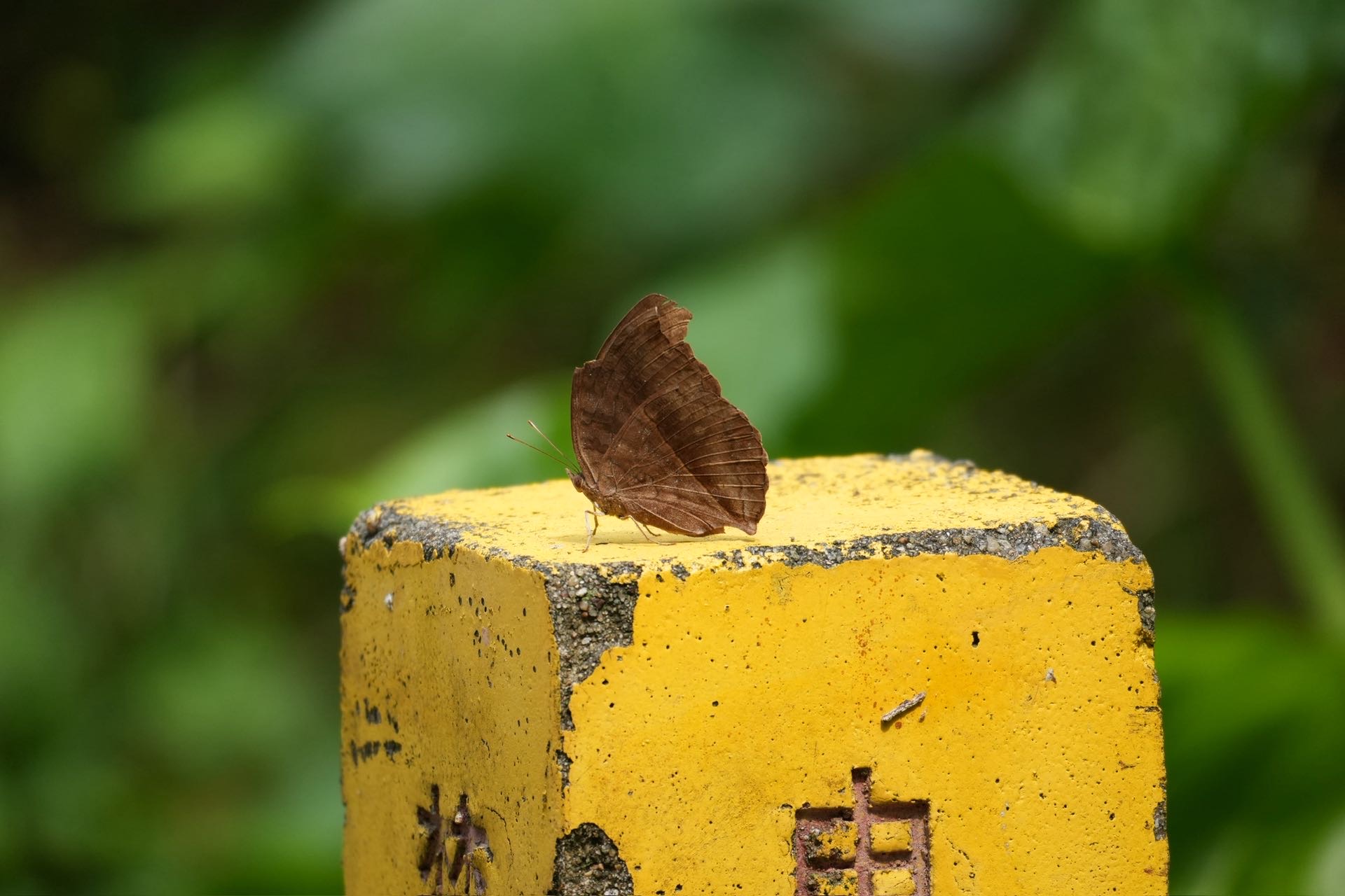 钩翅眼蛱蝶照片
