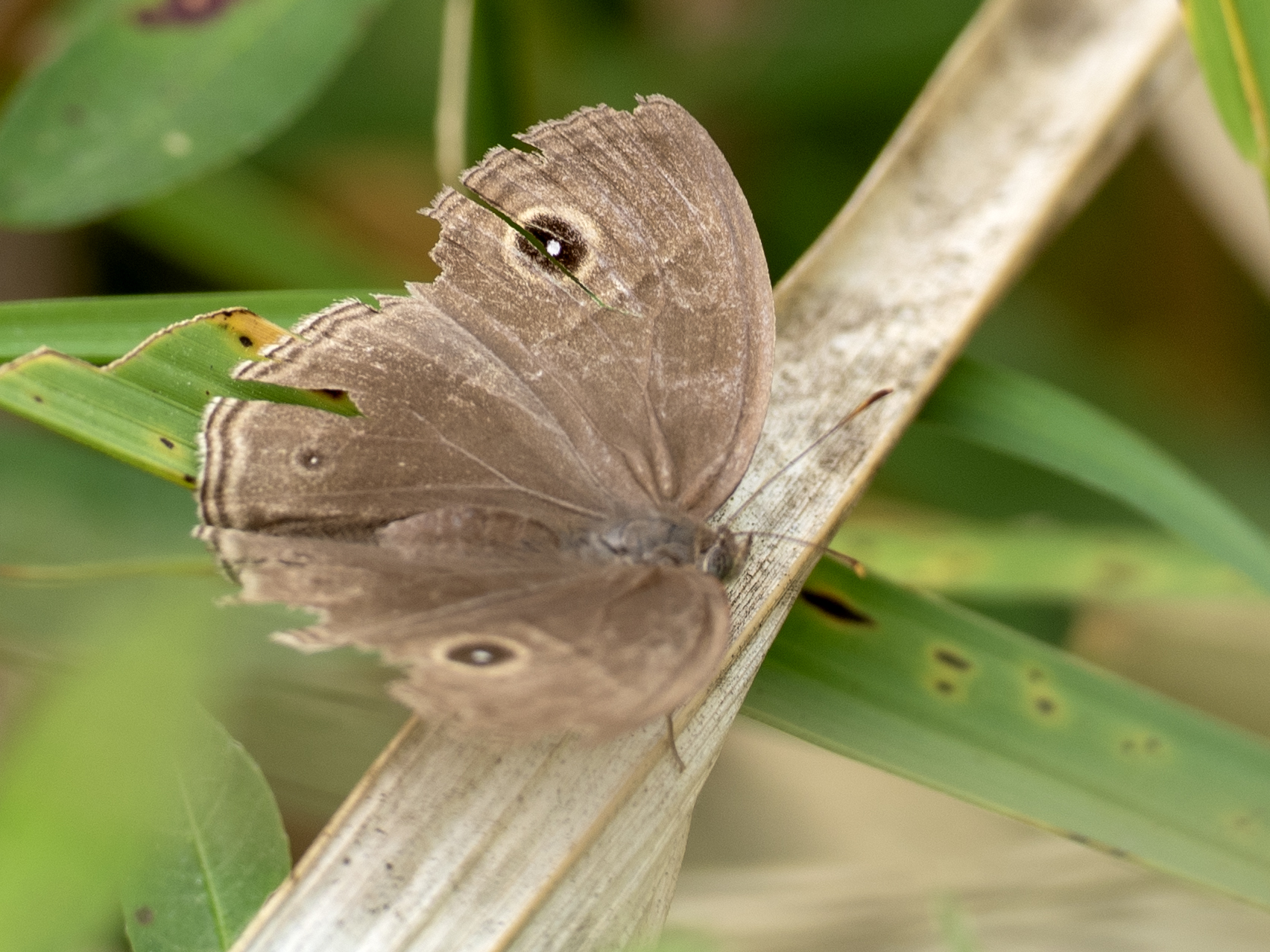 眉眼蝶属 2026-09-27